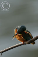 Kingfisher scratching itself.